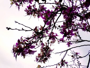 Baharda parkın bahçesinde parlak renkli çiçekleri olan ağaç dalları..