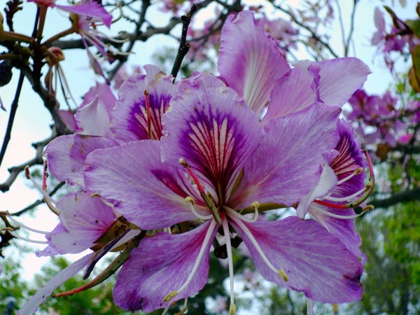 Ramos Árvores Com Flores Coloridas Primavera Jardim Parque — Fotografia de Stock