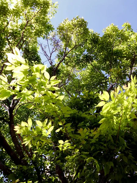 Ветви Деревьев Весной Саду Парка — стоковое фото