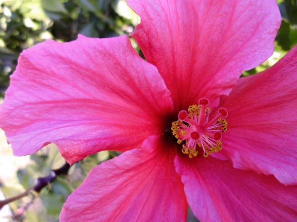 Plante Fleur Appelée Hibiscus Hibisco — Photo