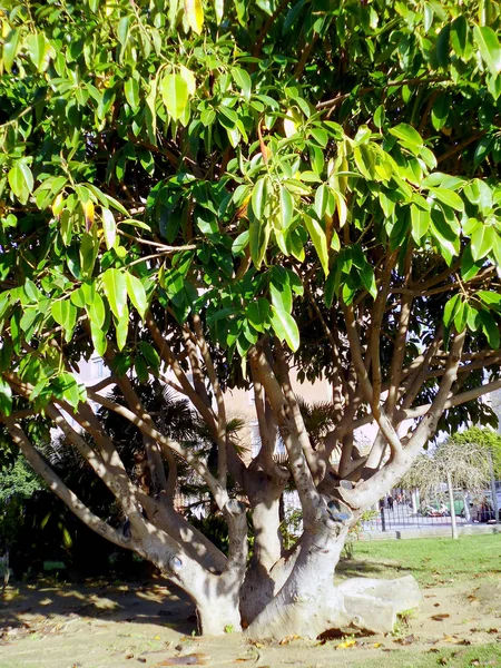 Ficus Tronco Árvore Parque Alameda Capital Cádiz Andaluzia Espanha Europa — Fotografia de Stock