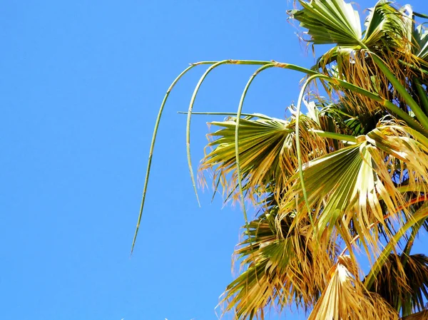 Palm Tree Branches Leaves Bay Capital Cadiz Andalusia Spain Europe — Stock Photo, Image