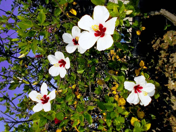 Plante Fleur Appelée Hibiscus Hibisco — Photo