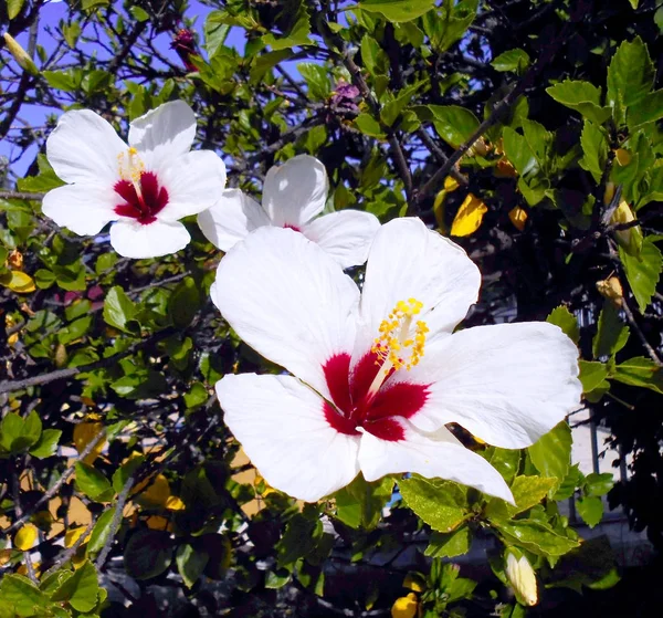 Hibiszkusznak Vagy Hibiszkónak Nevezett Virágos Növény — Stock Fotó