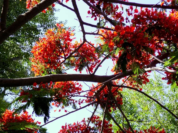 Ágak Vörös Virágokkal Tavasszal Park Kertjében — Stock Fotó