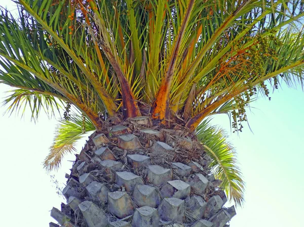 Palma Větvemi Listy Zátoce Město Cádiz Andalusie Španělsko Evropa — Stock fotografie