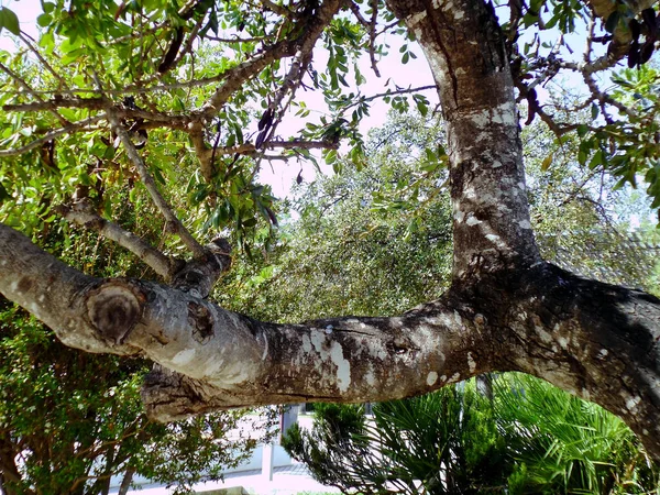 Árbol Con Ramas Hojas Bahía Capital Cádiz Andalucía España Europa — Foto de Stock