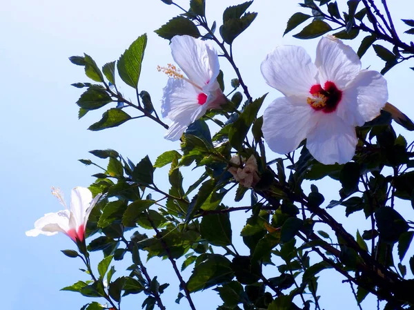 Plant White Flower Called Hibiscus Hibisco — 스톡 사진
