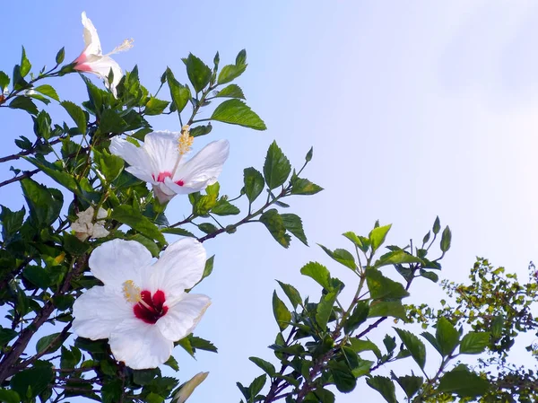 Plant White Flower Called Hibiscus Hibisco — 스톡 사진