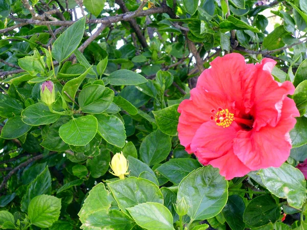 Plante Fleur Rouge Appelée Hibiscus Hibisco — Photo