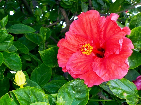 Plant Met Rode Bloem Genaamd Hibiscus Hibisco — Stockfoto