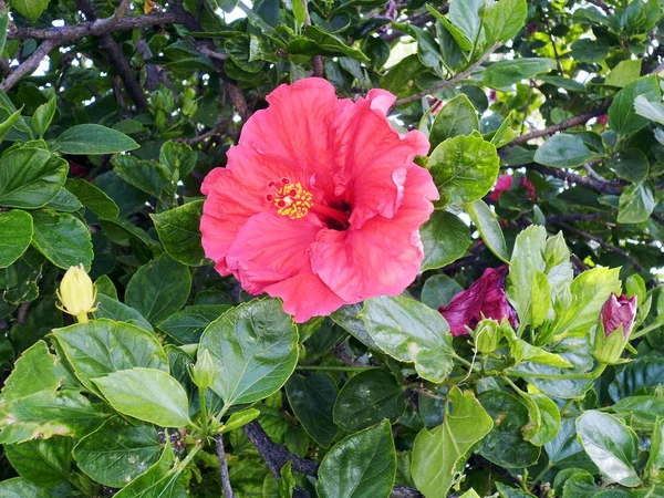 Растение Красным Цветком Называется Гибискус Гибиско — стоковое фото