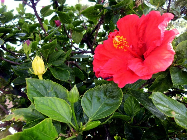 Planta Con Flor Roja Llamada Hibisco Hibisco — Foto de Stock