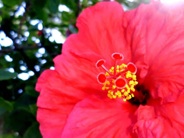 Kırmızı çiçekli bitkiye amber çiçeği ya da amber çiçeği denir..