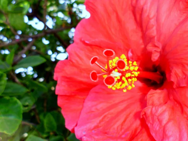 Kırmızı çiçekli bitkiye amber çiçeği ya da amber çiçeği denir..