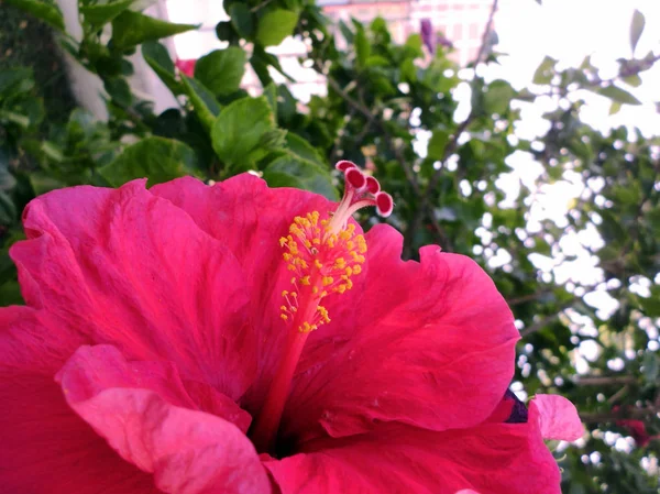 Растение Красным Цветком Называется Гибискус Гибиско — стоковое фото