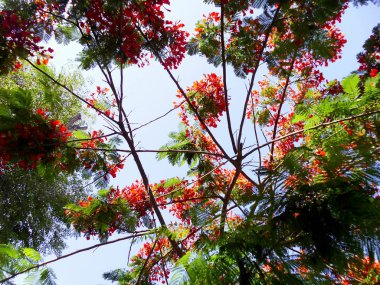 Baharda kırmızı çiçekli dallar park bahçesinde.