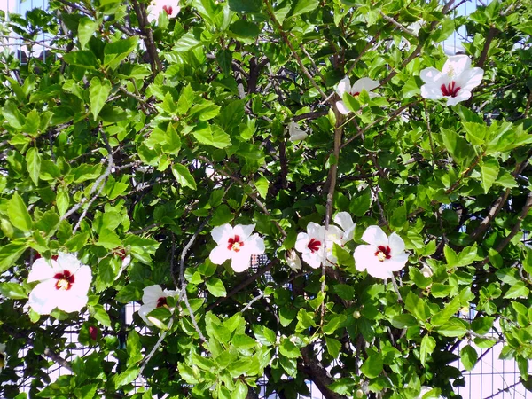 Hibiszkusznak Vagy Hibiszkónak Nevezett Fehér Virágos Növény — Stock Fotó