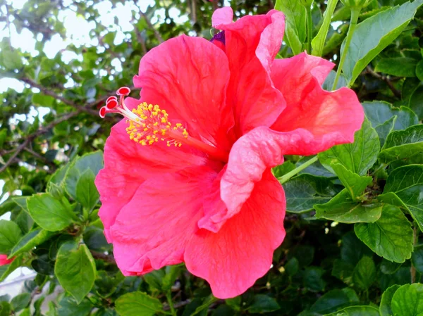 Kırmızı çiçekli bitkiye amber çiçeği ya da amber çiçeği denir..