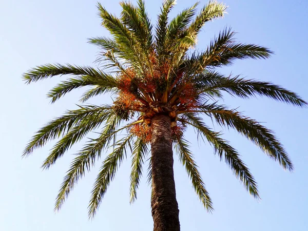 Palm tree with branches and leaves in the bay of the capital of Cadiz, Andalusia. Spain. Europe.