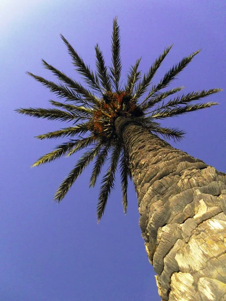 Palme Mit Zweigen Und Blättern Der Bucht Der Andalusischen Hauptstadt — Stockfoto