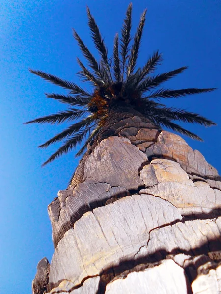 Palmera Con Ramas Hojas Bahía Capital Cádiz Andalucía España Europa — Foto de Stock