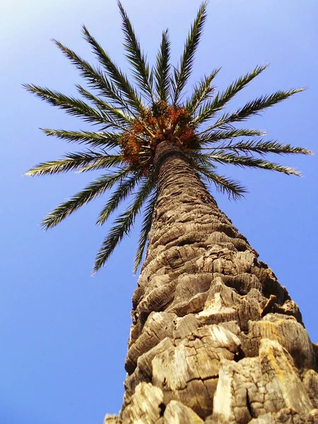 Palmera Con Ramas Hojas Bahía Capital Cádiz Andalucía España Europa —  Fotos de Stock