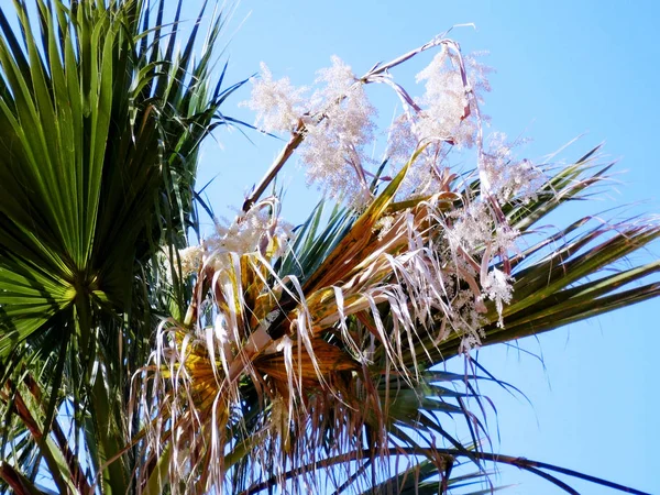 Palmera Con Ramas Hojas Bahía Capital Cádiz Andalucía España Europa — Foto de Stock