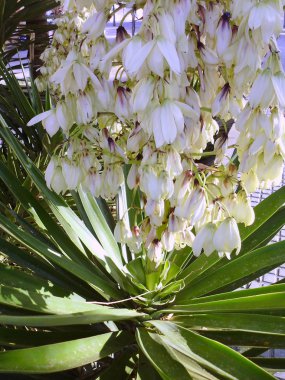 Parktaki bahçede beyaz çiçekli kaktüs.