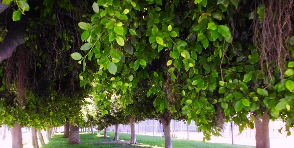 Ficus Baumstamm Alameda Park Der Andalusischen Hauptstadt Cadiz Spanien Europa — Stockfoto