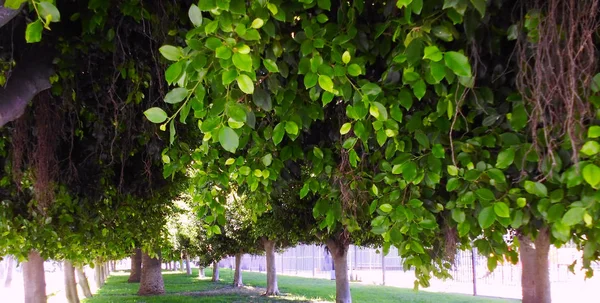 Ficus Tree Trunk Alameda Park Capital Cadiz Andalusia Spain Europe — Stock Photo, Image