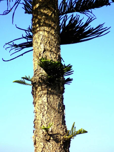 Détail Tronc Palmier Dans Jardin Parc — Photo