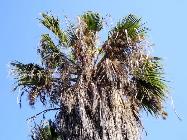 Palmera Con Ramas Hojas Bahía Capital Cádiz Andalucía España Europa — Foto de Stock