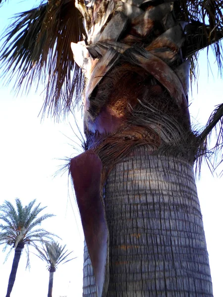 Detalle Del Tronco Palmera Jardín Del Parque — Foto de Stock