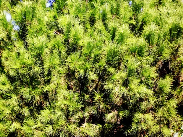 Dennenboom Met Takken Bladeren Baai Van Hoofdstad Cadiz Andalusië Spanje — Stockfoto