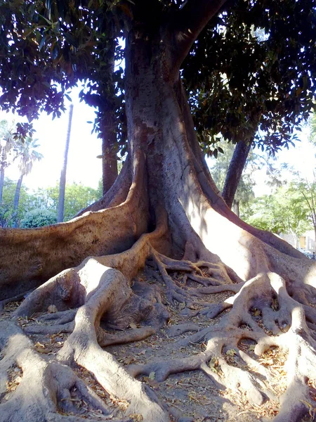 Tronco Árbol Ficus Parque Alameda Capital Cádiz Andalucía España Europa —  Fotos de Stock