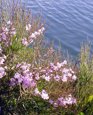Baharda bahçe bahçesindeki gölde renkli çiçekli dallar..