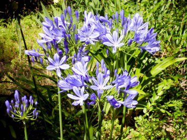 Baharda bahçe bahçesinde mavi çiçekli dallar.