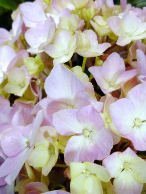 Pembe ortanca bitkilerinin yapraklarıyla dallar