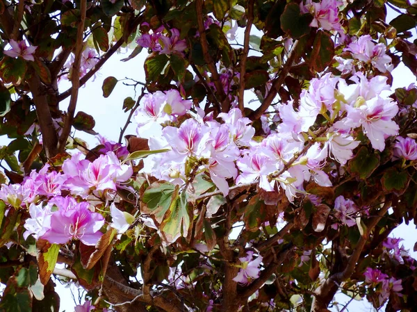 園内には春に鮮やかな色の花を咲かせる木の枝 — ストック写真