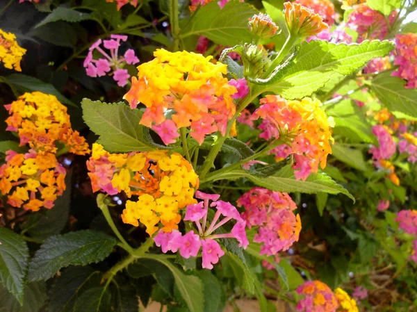 Κλαδιά Πολύχρωμα Λουλούδια Την Άνοιξη Στον Κήπο Του Πάρκου — Φωτογραφία Αρχείου