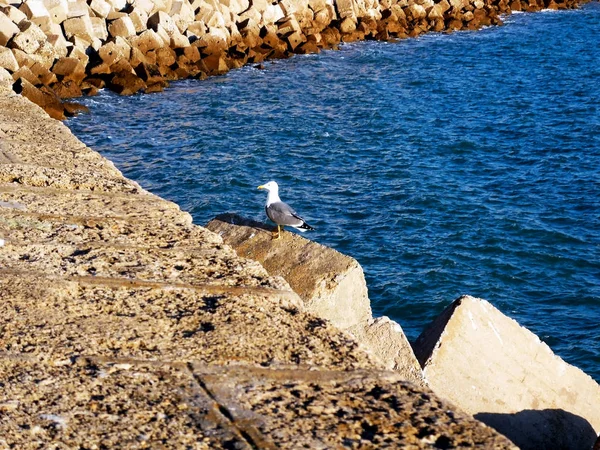 Seagull Bay Cdiz Andalusia Spain Europe — Stock Photo, Image