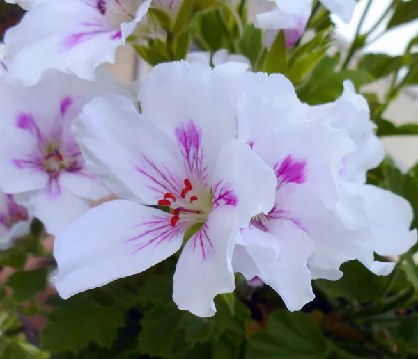 Baharda Bahçesinde Beyaz Çiçekli Dallar — Stok fotoğraf