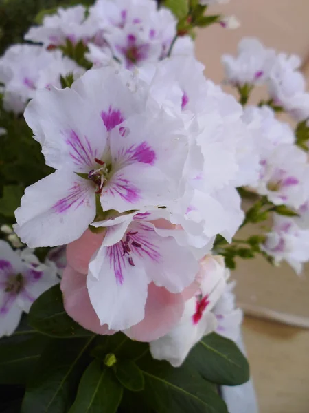 Ramas Con Flores Blancas Primavera Jardín Del Parque — Foto de Stock