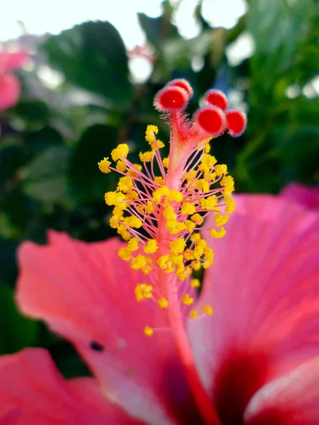 Pflanze Mit Rosa Blüte Namens Hibiskus Oder Hibiskus — Stockfoto