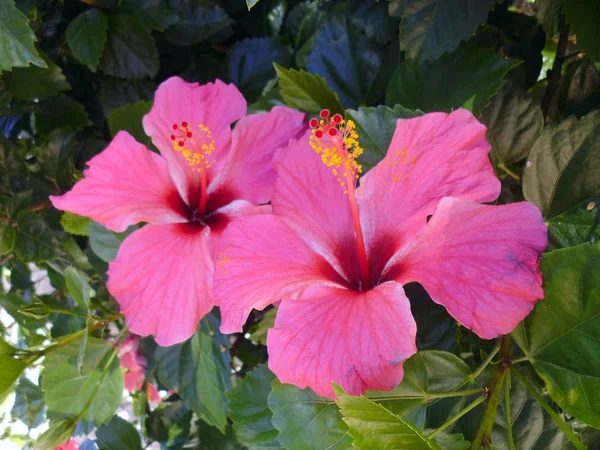 Plant Met Roze Bloem Genaamd Hibiscus Hibiscus — Stockfoto