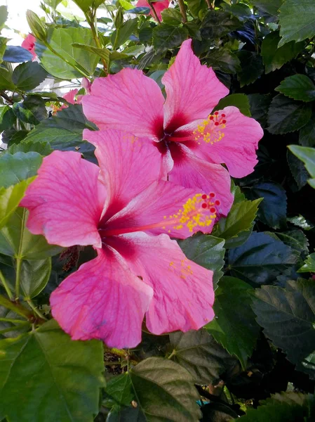 Plant Pink Flower Called Hibiscus Hibiscus — Stock Photo, Image