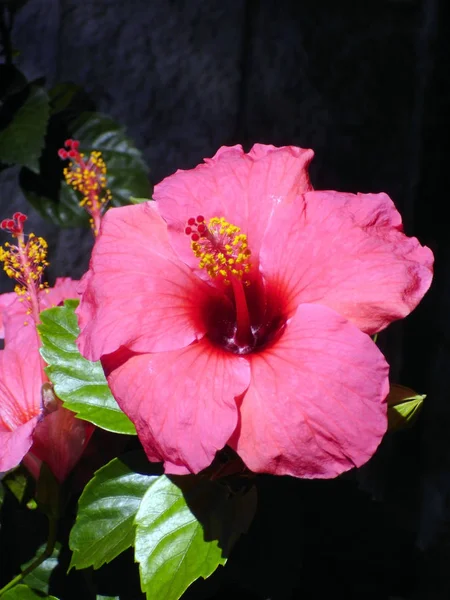 Растение Розовым Цветком Называется Гибискус Гибискус — стоковое фото