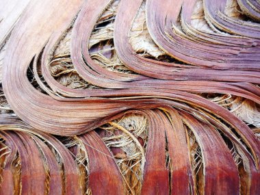 Cadiz, Endülüs başkenti koyunda palmiye ağacı detay. İspanya. Avrupa