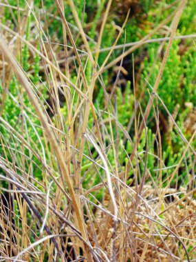 Park bahçesinde baharda çalılar